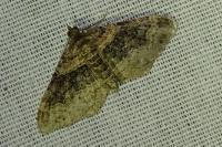 Xanthorhoe ferrugata