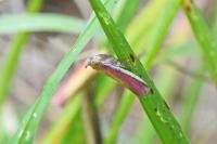 Oncocera semirubella