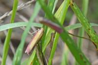 Oncocera semirubella
