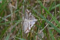 Aplocera efformata/plagiata