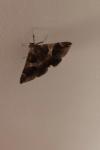 Dysgonia algira