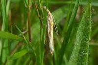 Agriphila tristella
