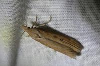 Lamoria
