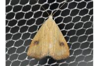 Rivula sericealis
