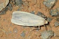 Indalia uniola