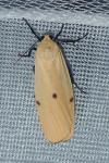 Lithosia quadra