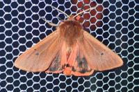 Phragmatobia fuliginosa