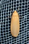 Wittia sororcula