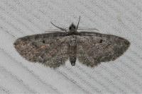 Eupithecia