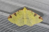 Opisthograptis luteolata