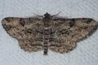 Peribatodes rhomboidaria rhomboidaria