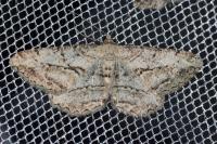 Peribatodes perversaria