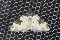 Xanthorhoe fluctuata