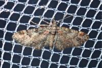 Gymnoscelis rufifasciata