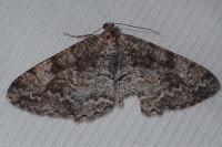Alcis repandata
