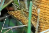 Ematurga atomaria