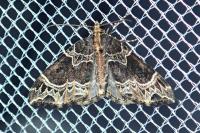 Ecliptopera silaceata