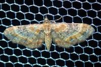Eupithecia linariata/pulchellata/pyreneata