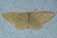 Idaea rubraria