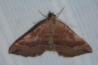 Scotopteryx chenopodiata