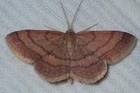 Scopula rubiginata