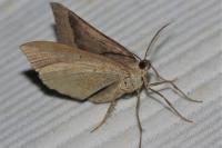 Scotopteryx chenopodiata