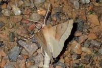 Crocallis elinguaria