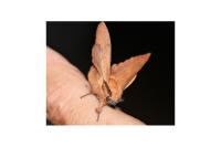 Gastropacha quercifolia