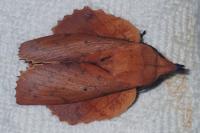 Gastropacha quercifolia