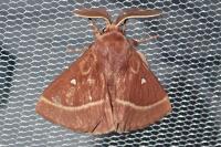 Lasiocampa trifolii trifolii