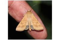 Helicoverpa armigera