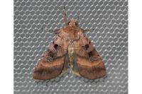 Xestia stigmatica