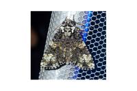 Craniophora ligustri