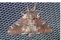 Notodonta dromedarius