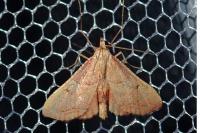 Endotricha flammealis