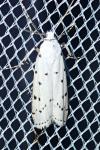 Myelois circumvoluta