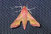 Deilephila porcellus