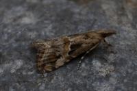 Euchromius cambridgei