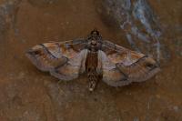 Hydriris ornatalis
