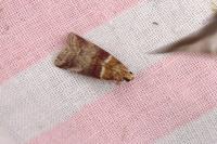 Acrobasis repandana