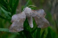Laothoe populi