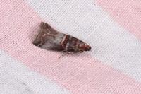 Acrobasis advenella