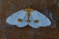 Abraxas pantaria