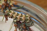 Cucullia absinthii
