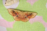 Cyclophora lennigiaria