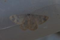 Charissa mucidaria