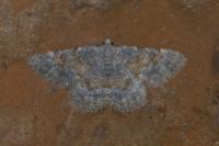 Charissa mucidaria
