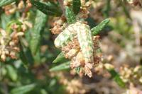 Cucullia absinthii