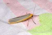 Manulea complana
