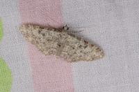 Eupithecia semigraphata